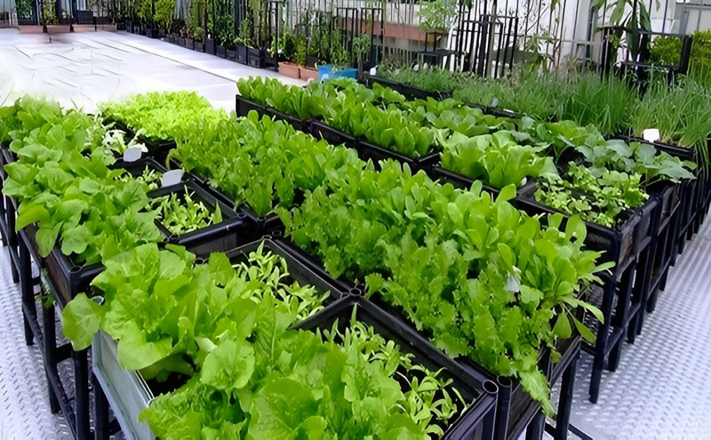 Thực phẩm giàu chất xơ tốt cho sức khỏe bạn nên ăn hàng ngày