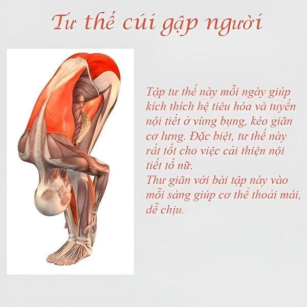 5 bài tập yoga cho người mới bắt đầu, kiến thức nhập môn cần biết