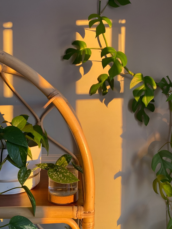 Refresh không gian sống của bản thân cùng xu hướng sống xanh