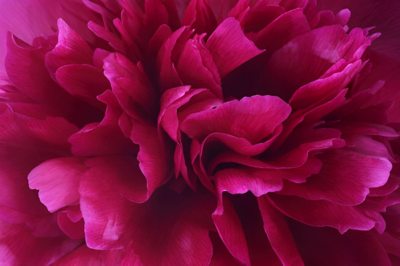 Thời trang công sở với màu sắc của năm 2023 - Viva Magenta